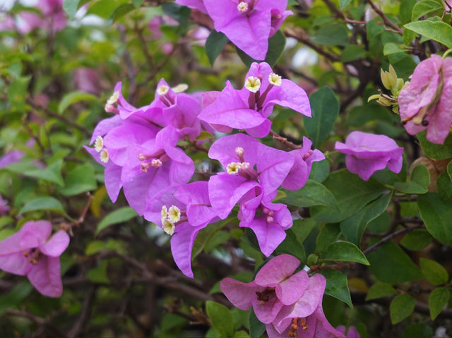 A Hidden Oasis in the Heart of Putrajaya: Exploring Bougainvilla Trails A Hidden Oasis in the Heart of Putrajaya: Exploring Bougainvilla Trails