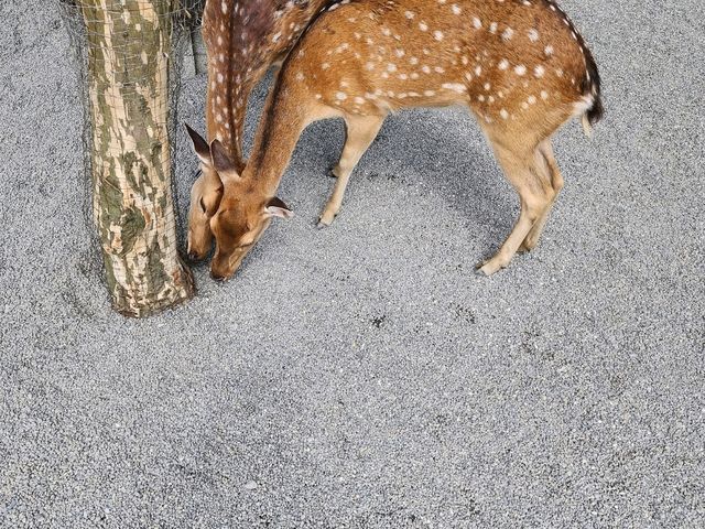 Spend a Wild Day at Yilan’s Lanyang Animal and Plant Kingdom 🦙✨ Spend a Wild Day at Yilan’s Lanyang Animal and Plant Kingdom 🦙✨