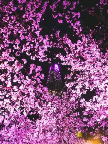 リアルタイム) 桜が綺麗に咲いた石村湖(ソクチョンホス)の近況