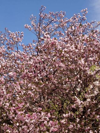 在濱町公園悠閒漫步賞櫻