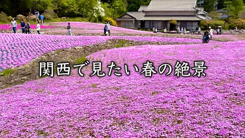 【兵庫県】春限定!三田で楽しむ花のじゅうたん。 — traveler post in 三田市