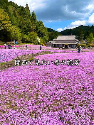 [Hyogo] Spring Only! Enjoy the Flower Carpet in Sanda..