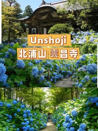 💙Unshoji Temple: Oga’s Dreamy Hydrangea Paradise You HAVE to See Before You Die💙