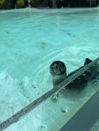 【熊本】可愛すぎる赤ちゃんコグマにキュン！動物と超至近距離で触れ合える「阿蘇カドリー・ドミニオン」へ🐻🐾