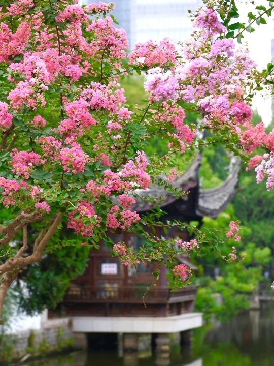 🌸 Crape Myrtles at the Presidential Palace | Summer in Nanjing
