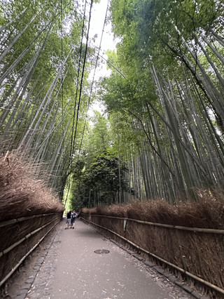 京都的魔法森林，彷彿置身於另一個世界🇯🇵🎋💚✨