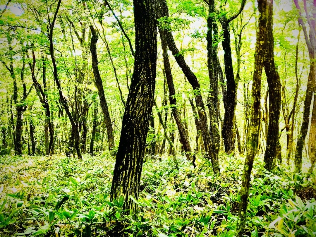 Coaltown Mine Creek and the Mossy Forest Cliff: Westport's Industrial Pasteasytravelpost #Coaltown 