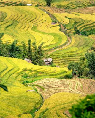 🌾 Northern Vietnam’s Golden Season Is Coming ✨🇻🇳