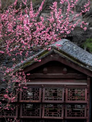 🌸 Let the Plum Blossoms Wait | Retreat & Reflection Garden