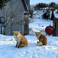 ❄️北海道冬季｜親身體驗，銀白雪國的浪漫