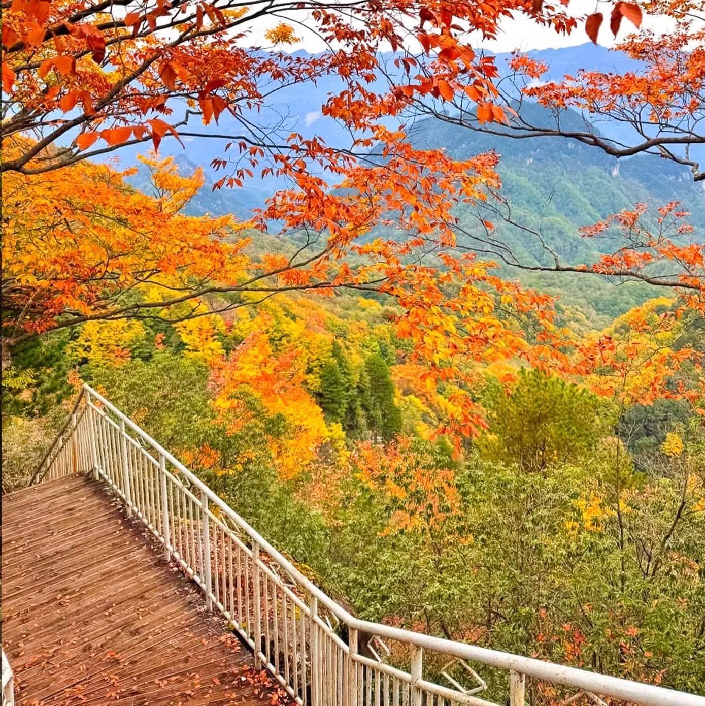 An In-Depth Guide to Guangwu Mountain: Exploring Sichuan's Most Stunning Sea of Red Leaves