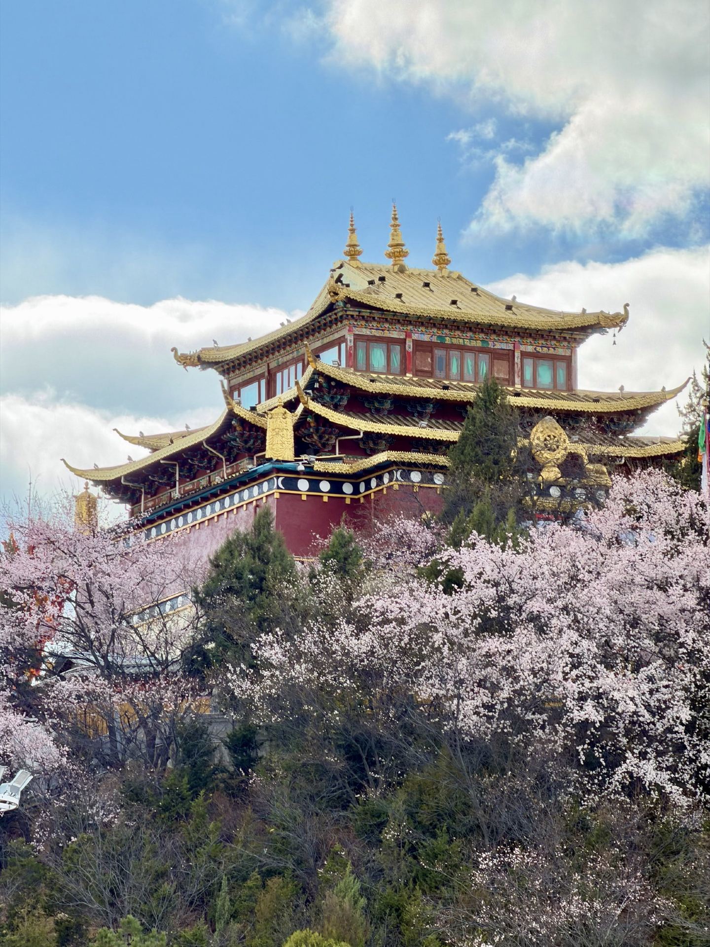 Hidden Magic in Shangri-La Dukezhong: Culture, Cats, and Chill Vibes 