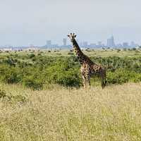 KENYA NATIONAL PARK, A SITE TO BEHOLD