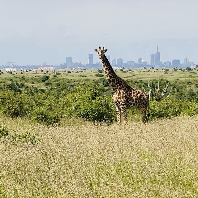 KENYA NATIONAL PARK, A SITE TO BEHOLD