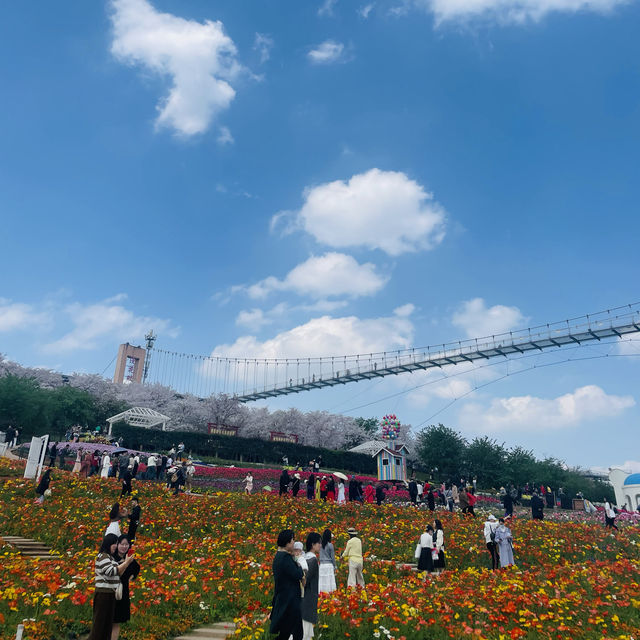 Lost in the Sea of flowers and Cherry Blossom