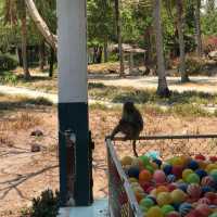 Monkeying Around in Paradise: Exploring Nha Trang's Wild Side!