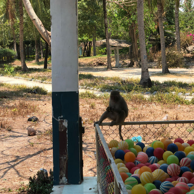 Monkeying Around in Paradise: Exploring Nha Trang's Wild Side!