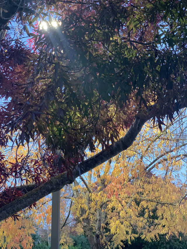 Catch the beauty of the western Fall