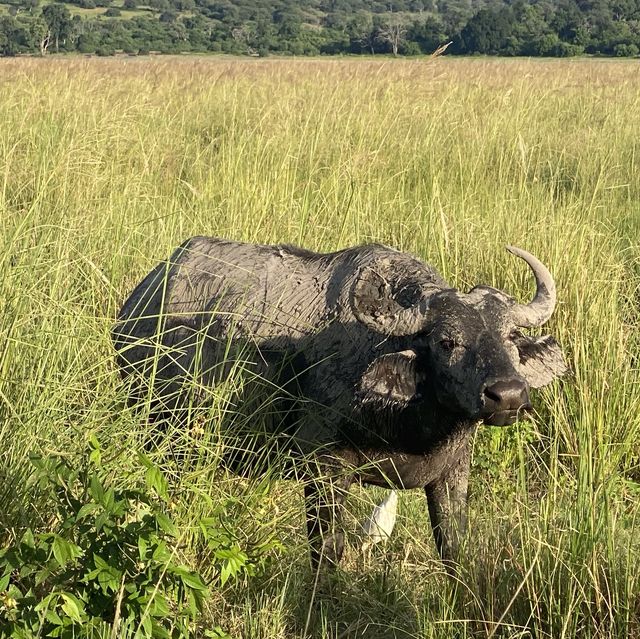 Cruising the Chobe: A River Adventure