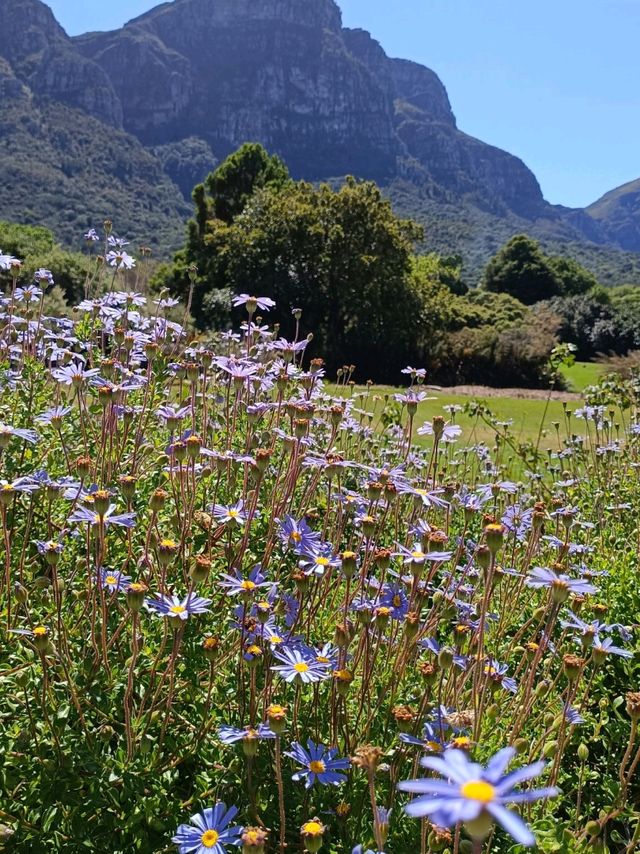 Romantic walk in the Kirstenbosch 