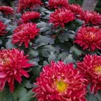 Gorgeous chrysanthemum season in Qingdao 