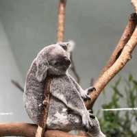 《臺北市立動物園》🐼熊貓熱🐼園區極大一天都行不完🦁