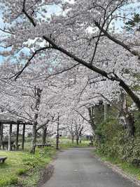A famous cherry blossom spot that heralds spring in Akita Prefecture