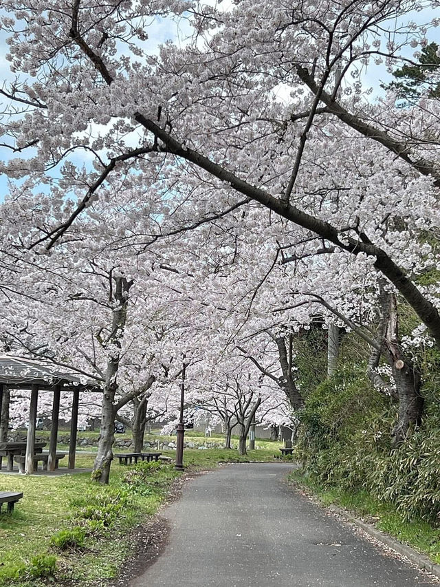 A famous cherry blossom spot that heralds spring in Akita Prefecture