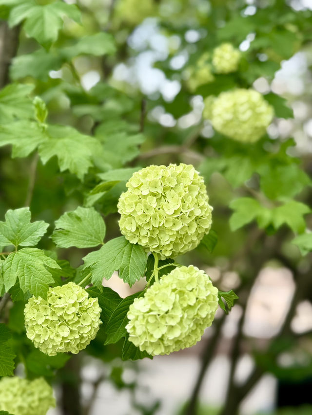 Spring Escape at KBTU Park, Almaty