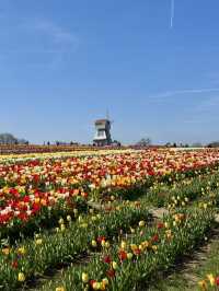 Tulleys Tulip Fest - England 