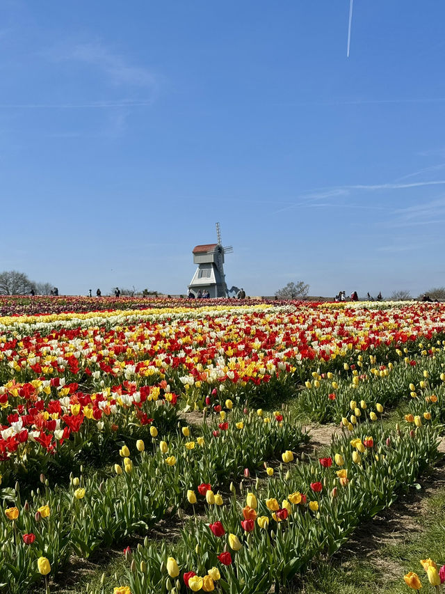 Tulleys Tulip Fest - England 