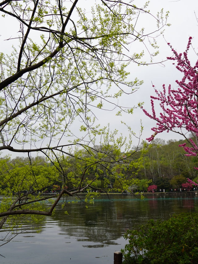 Hangzhou West Lake Day! 🌸🌸🌸