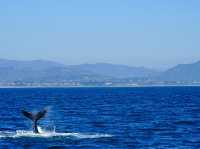 Dana Point - The Whale watching capital of the world! 
