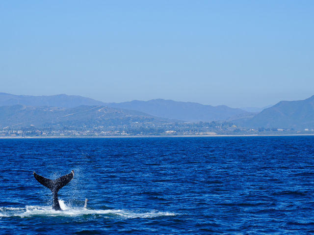 Dana Point - The Whale watching capital of the world! 