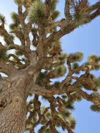 Joshua Tree National Park