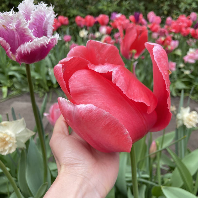 🇳🇱Netherlands 5 Days Itinerary