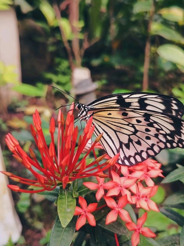 🦁 Urban Wildlife Escape – Manila Zoo, Philippines