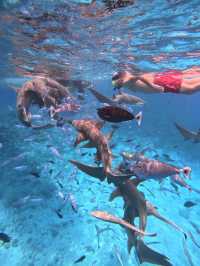 Swimming With Sharks in the Maldives: A Once-in-a-Lifetime Experience