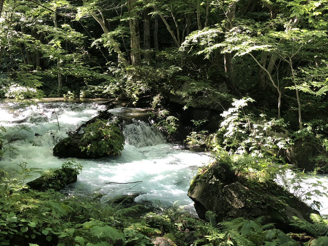 緑と清流に包まれる夏　奥入瀬渓流散策