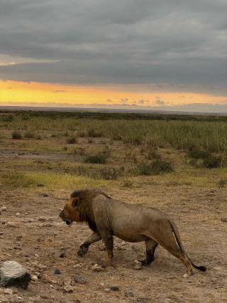 KENYA SAFARI: HOW TO SPOT THE BIG FIVE WITHOUT OVERPAYING.