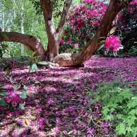 Royal Botanic Gardens, Kew - London
