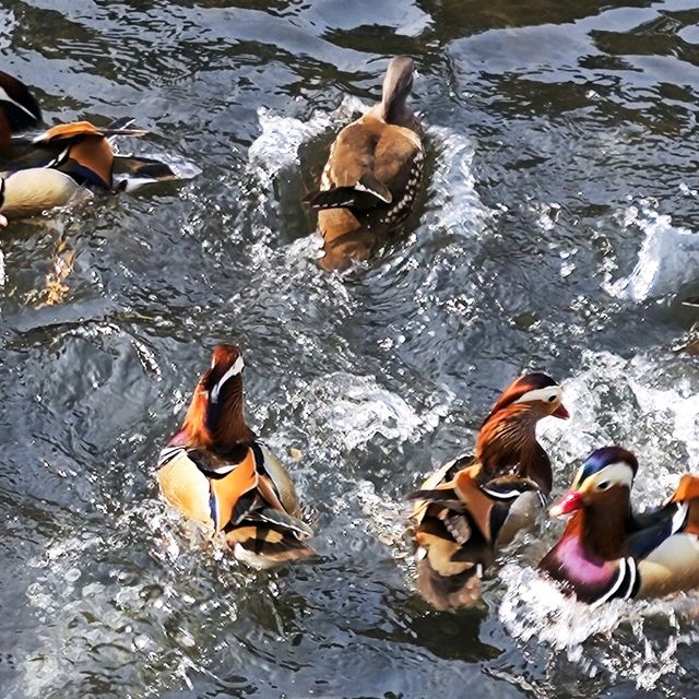 Ducks!!! 🇨🇳 Hangzhou West Lake