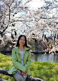 Spring is here, go to Japan and attend a cherry blossom festival!