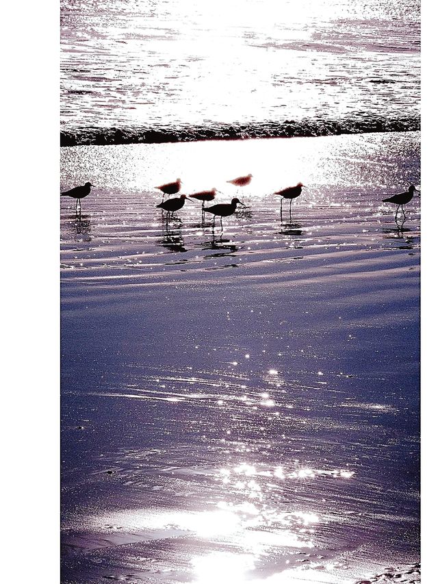 Sea-watching diary, Colorado Island.