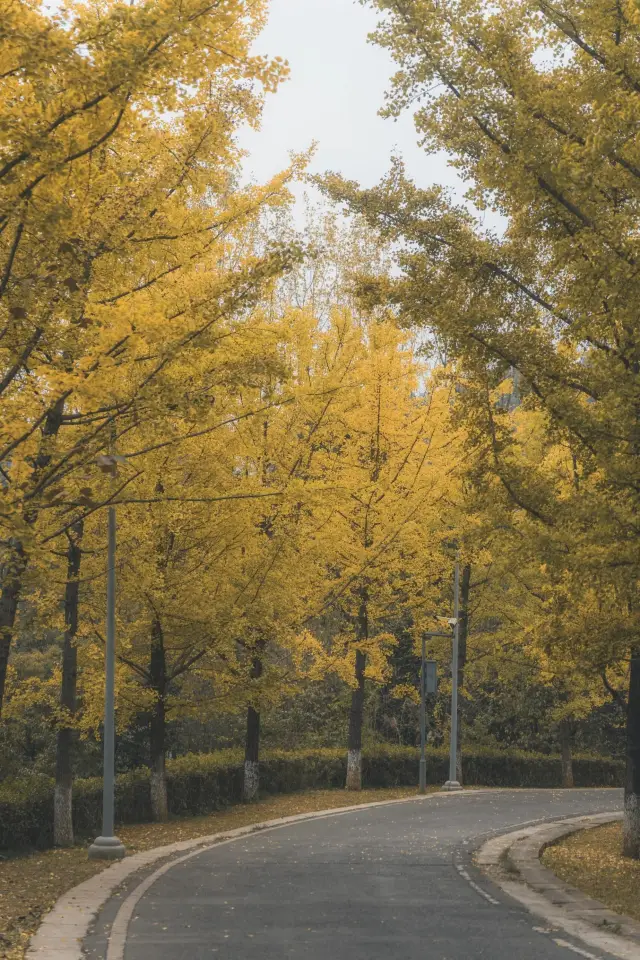 Autumn in Guiyang, waiting for you at Guanshan Lake in Guiyang