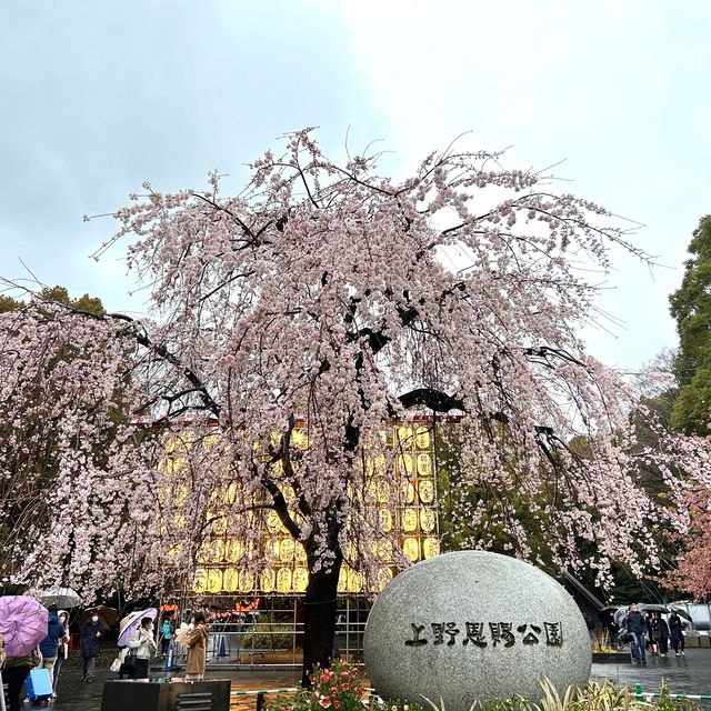春日旅行｜一起去東京賞櫻吧！