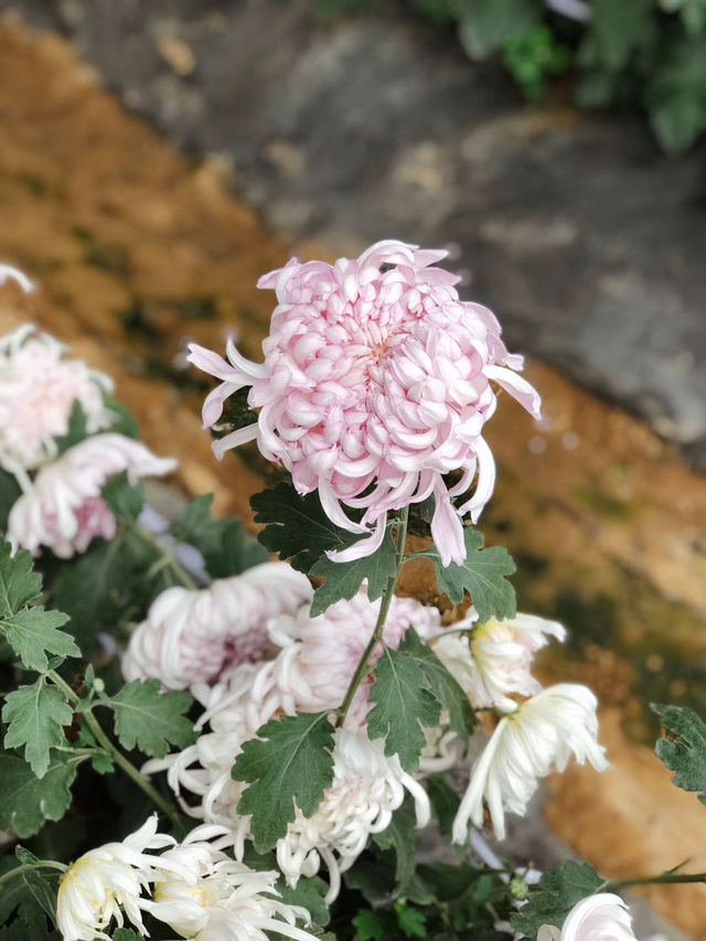 菊花宴——能吃的菊花讓人大開眼界