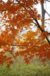 偶遇一大片紅楓，趕緊衝吧！