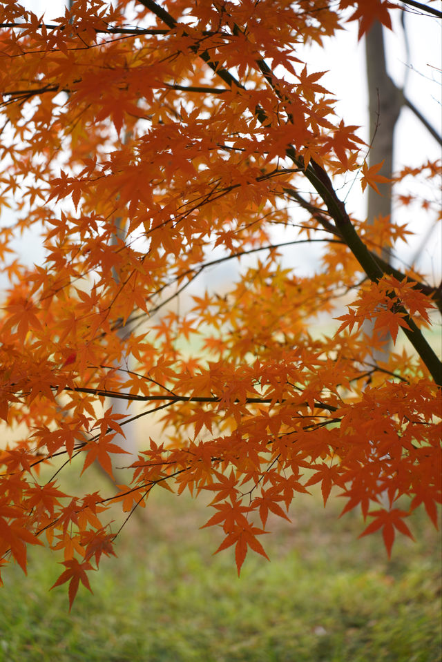 偶遇一大片紅楓，趕緊衝吧！