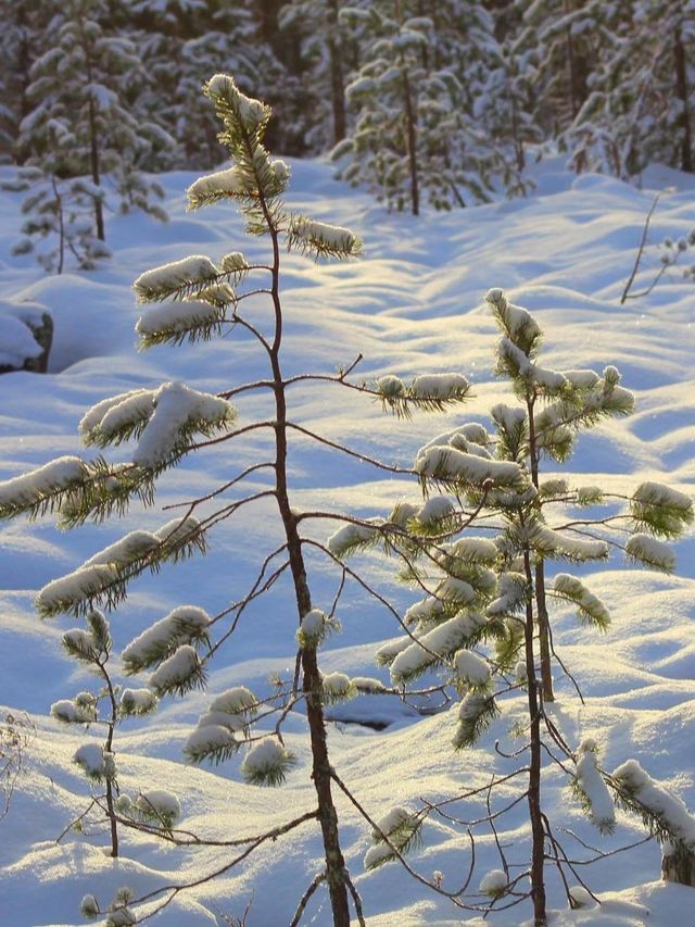 歐娜斯山滑雪中心簡直太棒了